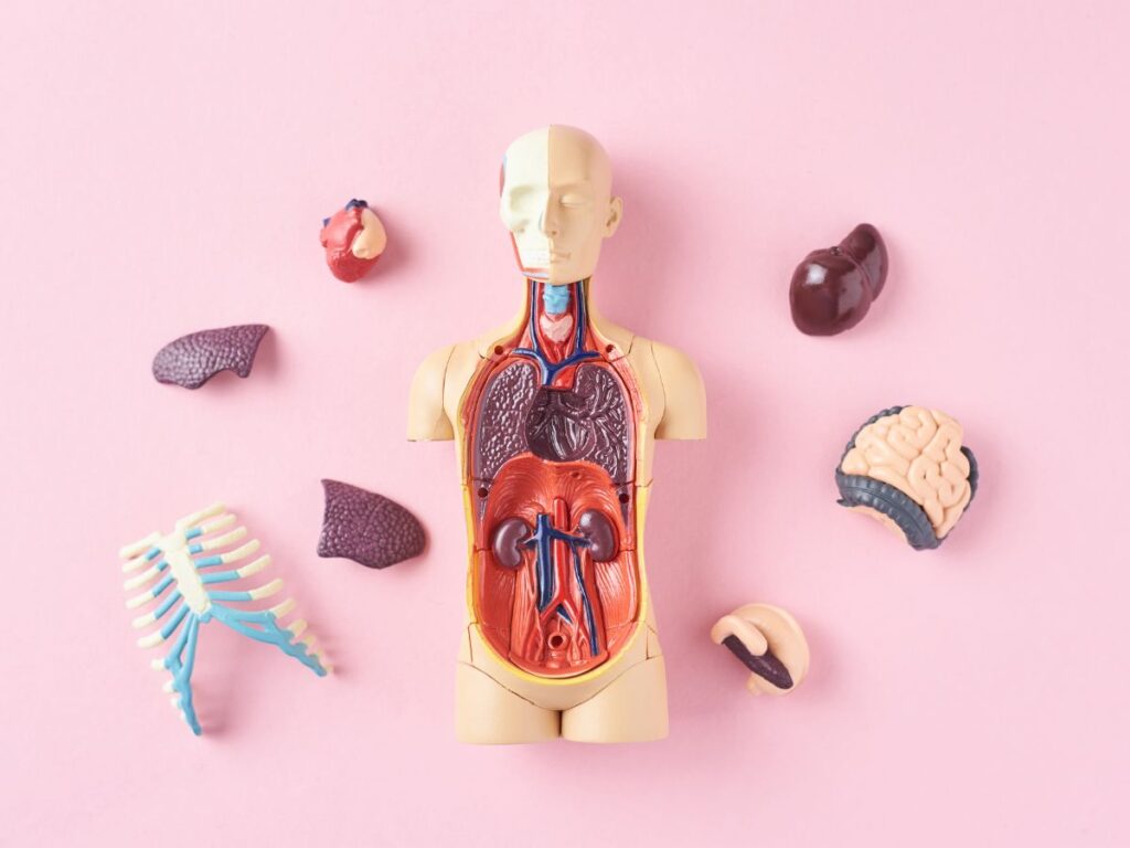 Internal Organ Damage from Accidents