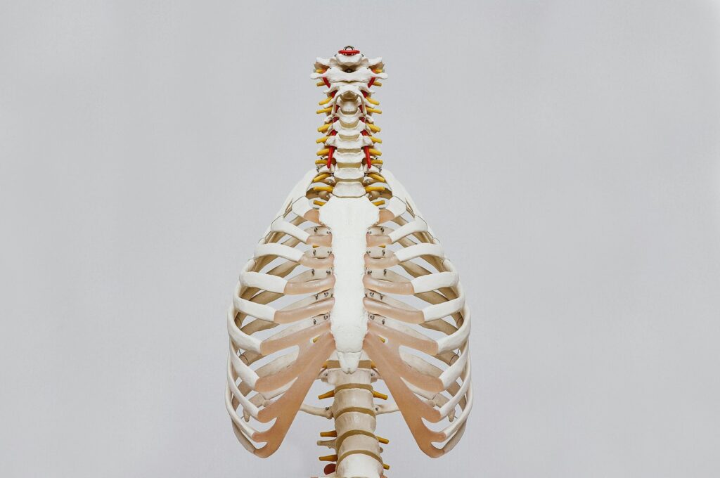 Chiropractic Care for Herniated Disc Recovery